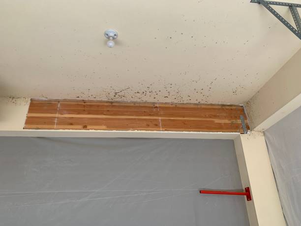 Best Forensic Mold Investigation  in Bellwood, PA